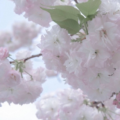 Furry黑白线稿绘画教程福瑞群